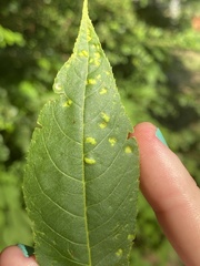 Pseudomicrostroma juglandis