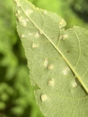 Pseudomicrostroma juglandis