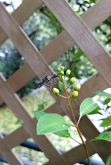 Toxorhynchites splendens