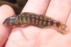 Etheostoma lynceum