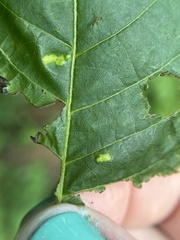 Pseudomicrostroma juglandis