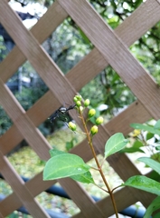 Toxorhynchites splendens