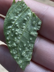 Pseudomicrostroma juglandis