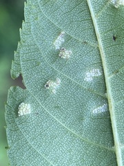 Pseudomicrostroma juglandis