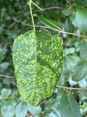 Pseudomicrostroma juglandis