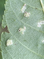 Pseudomicrostroma juglandis
