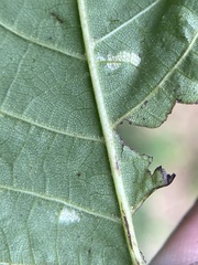 Pseudomicrostroma juglandis