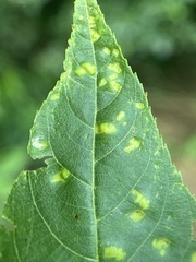 Pseudomicrostroma juglandis