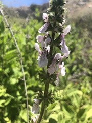 Stachys rigida rigida
