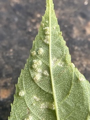 Pseudomicrostroma juglandis