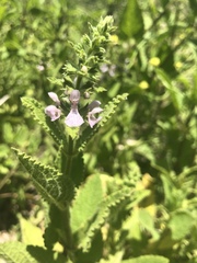 Stachys rigida rigida
