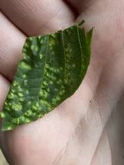 Pseudomicrostroma juglandis