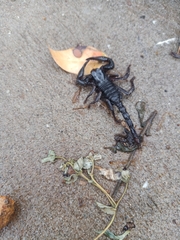 Heterometrus laoticus