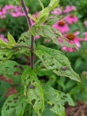 Ophraella communa