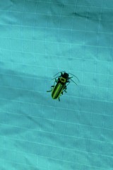 Podabrus appendiculatus