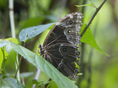 Morpho helenor corydon