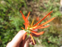 Castilleja minor