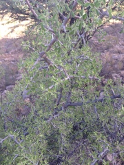 Condalia correllii