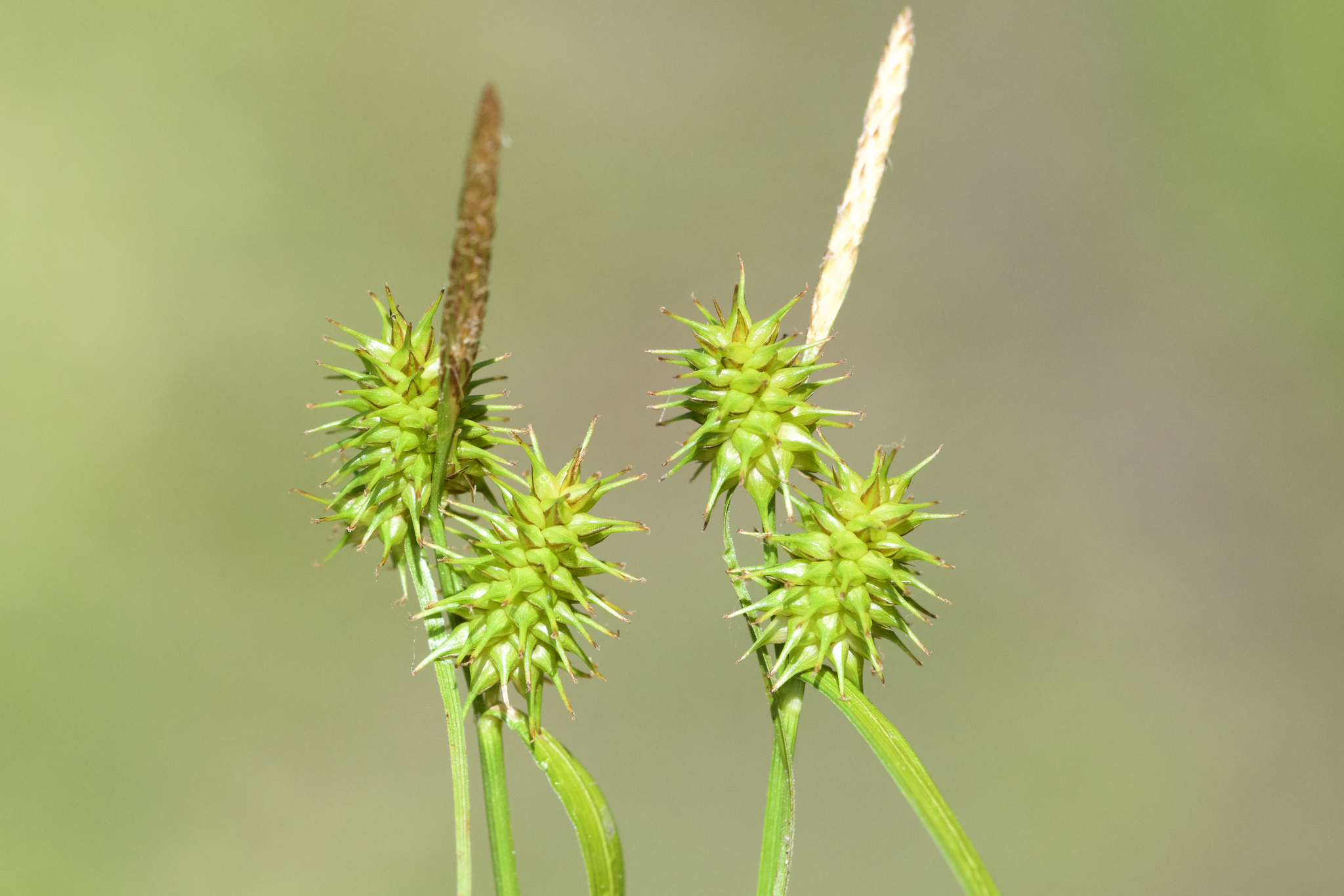 Carex flava