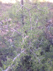 Condalia correllii