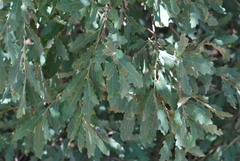 Quercus mohriana