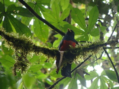 Trogon comptus