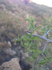 Condalia correllii