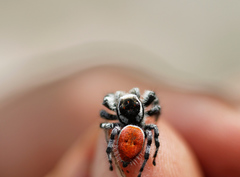 Phidippus tyrrelli
