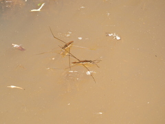 Limnoporus