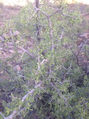 Condalia correllii