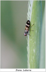Chaetopsis massyla