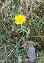 Pentanema britannica