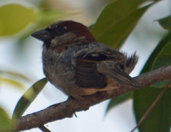Passer domesticus