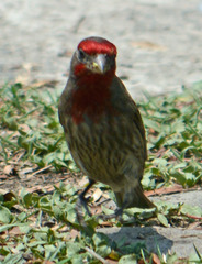 Haemorhous mexicanus