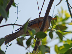 Turdus rufopalliatus