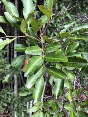 Cupaniopsis parvifolia