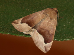Dysgonia monogona