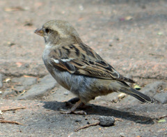 Passer domesticus