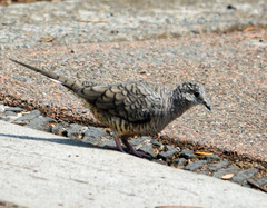 Columbina inca