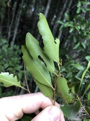 Cupaniopsis parvifolia