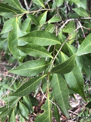 Elaeocarpus obovatus