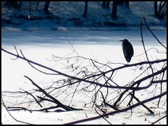Ardea herodias