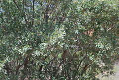Quercus mohriana