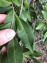 Elaeocarpus obovatus