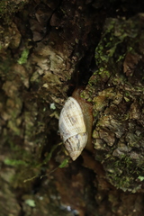 Plectostylus peruvianus image