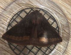 Anthela rubeola