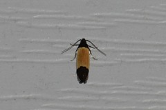 Anacampsis coverdalella