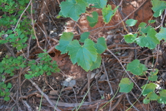 Vitis acerifolia