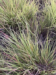 Nassella leucotricha