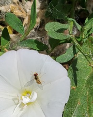 Toxomerus marginatus